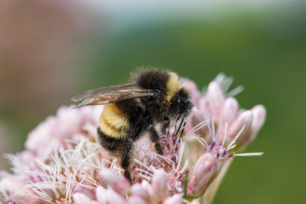 A Yellow-banded Bumble Bee <i>(Bombus terricola)</i> nectaring Joe-pye Weed.  © K.P. McFarland