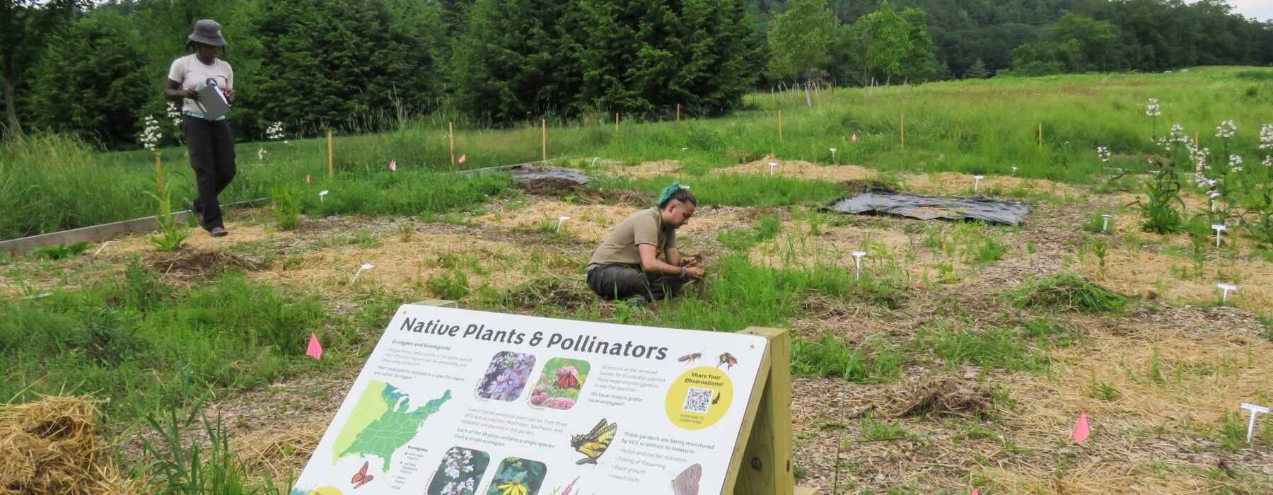 Information sign at the Cedar Circle experimental garden