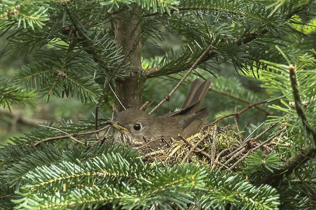 Bicknell’s Thrush <i>(Catharus bicknelli)</i> incubating a nest on Stratton, Vermont. Photo by K.P. McFarland