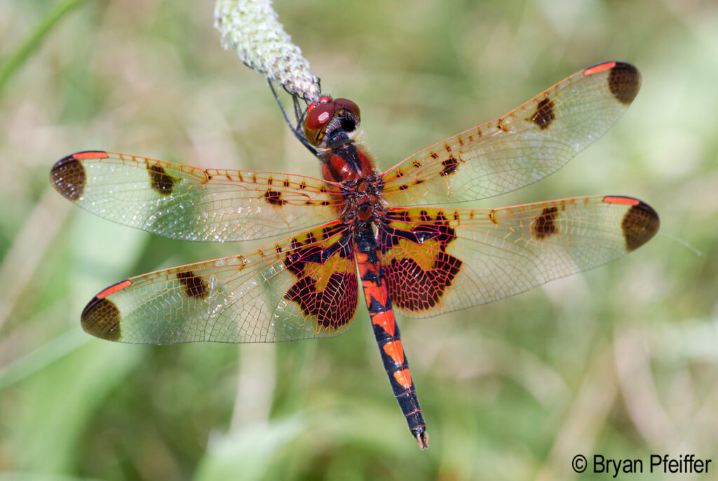 Calico Pennant (Celithemis elisa) / © Bryan Pfeiffer