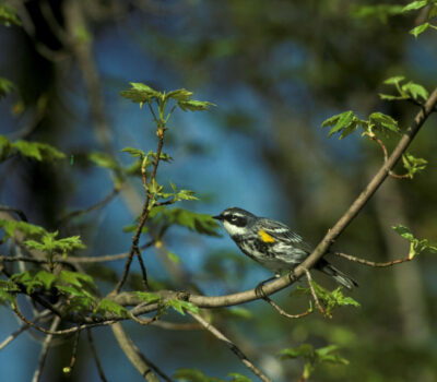 Yellow-rumped Warbler