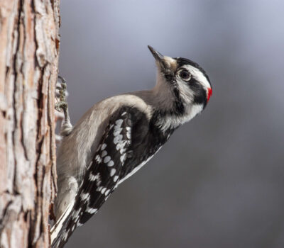 Downy Woodpecker