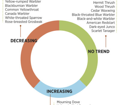 Forest bird species trends
