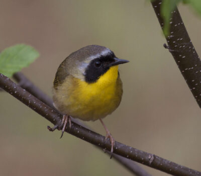 Common Yellowthroat warbler