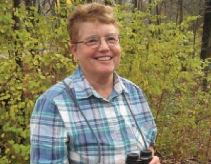 Great Golden Digger Wasp (Sphex ichneumoneus) carrying a katydid.  &copy; © K.P. McFarland