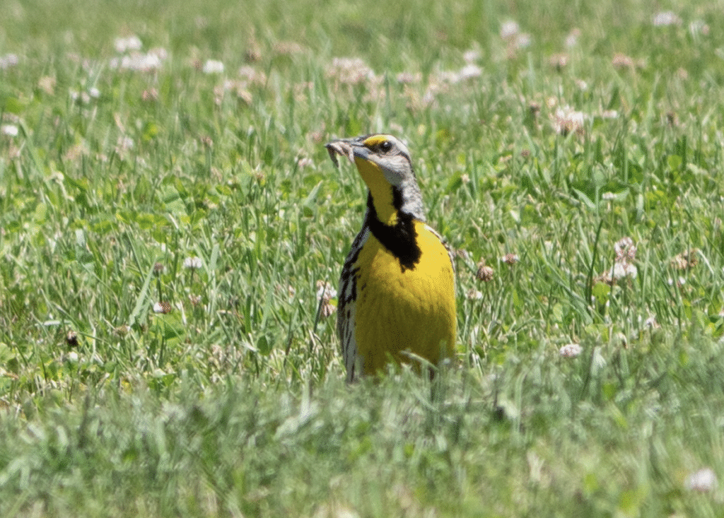 Eastern Meadowlark © Susan Elliott (CC-BY-NC via iNaturalist)