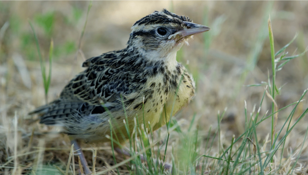 Eastern Meadowlark fledgling © Singing Toad Farm