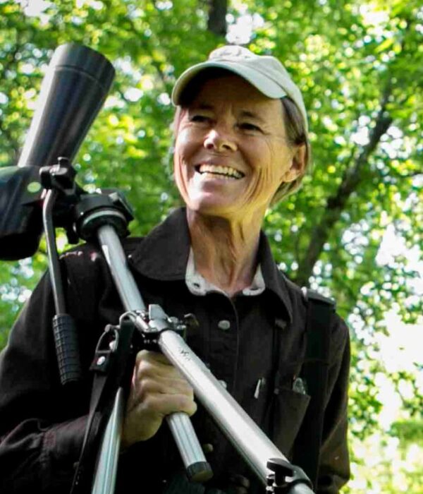 Primrose Moth (Schinia florida) &copy; © Bryan Pfeiffer