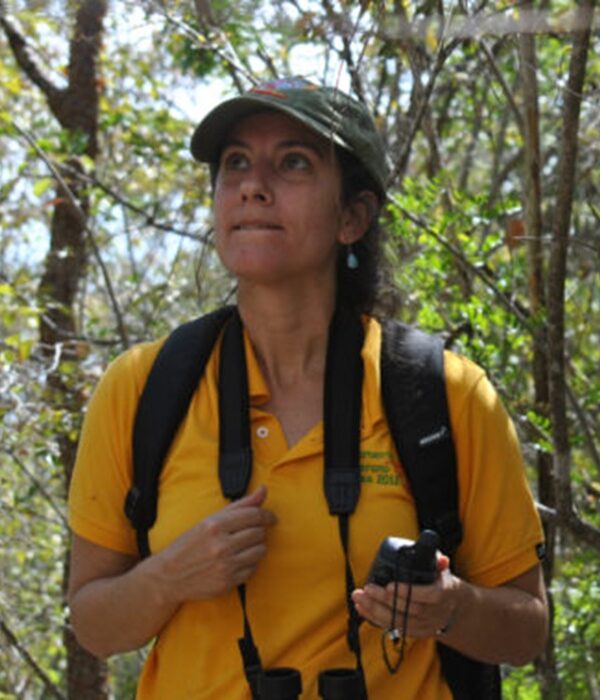 Male Grasshopper Sparrow at Camp Grafton, North Dakota, wearing a light-level geolocator. Photo by Alexandra Lehner.