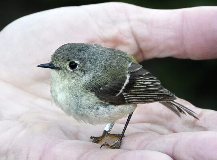 Ruby-Crowned Kinglet