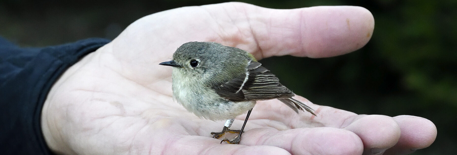 Biologists Margaret Fowle, left, and Sarah Zahendra look for peregrine falcons in Bolton. The high wind can make it harder to listen for, and see, the large birds. / © K.P. McFarland