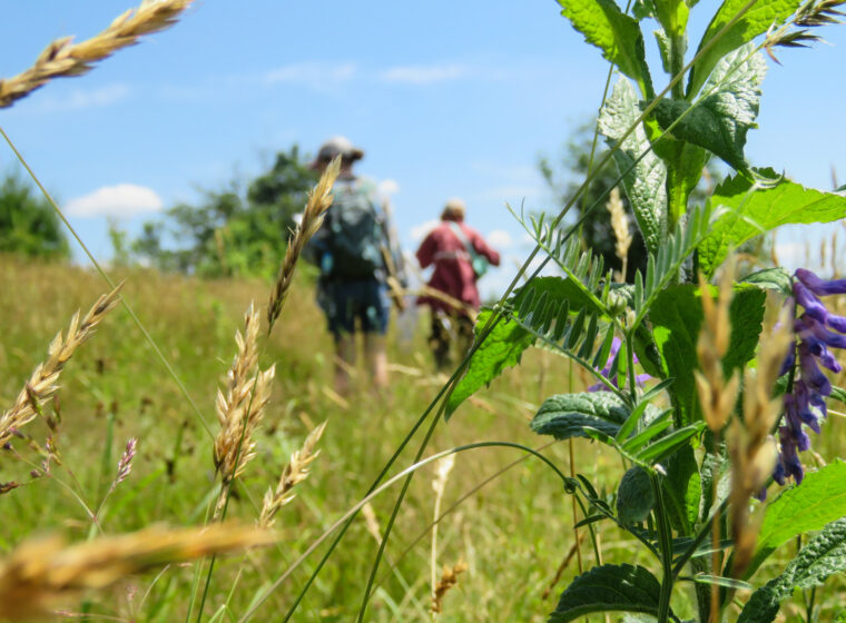 VCE staff survey for pollinators in a field