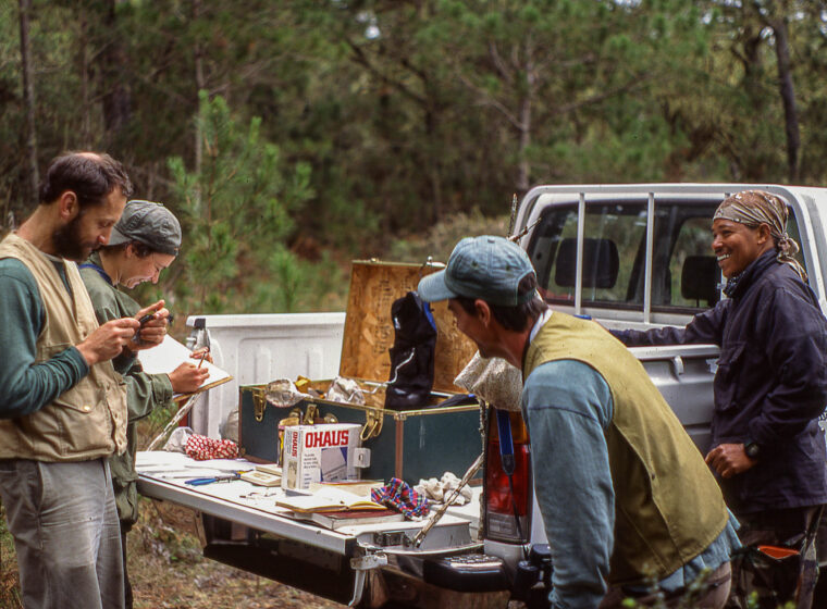 Chris Rimmer and Steve Faccio bird banding in the Dominican Republic
