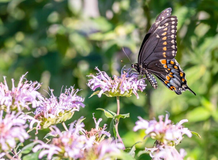 Ring-billed Gull. / © Larry Clarfeld