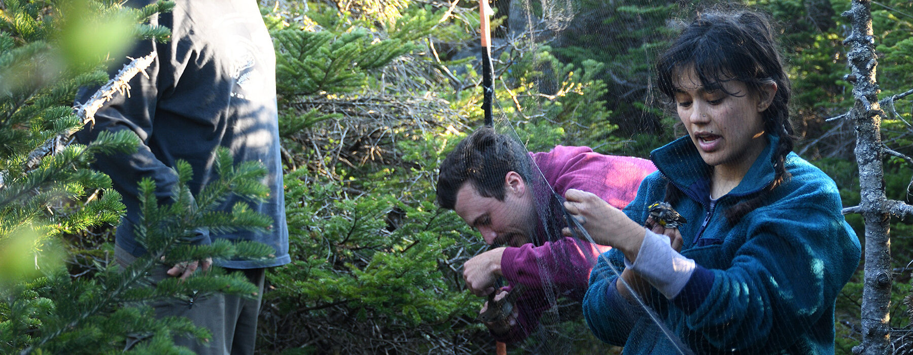 VCE staff biologists remove birds from mist nets for banding on Mount Mansfield.