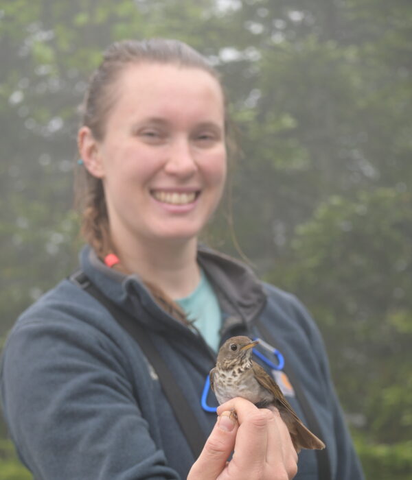 Anna Peel, Seasonal Bird Bander