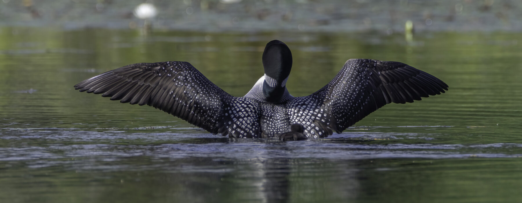 An adult loon spreads its wings while a chick trails behind. 