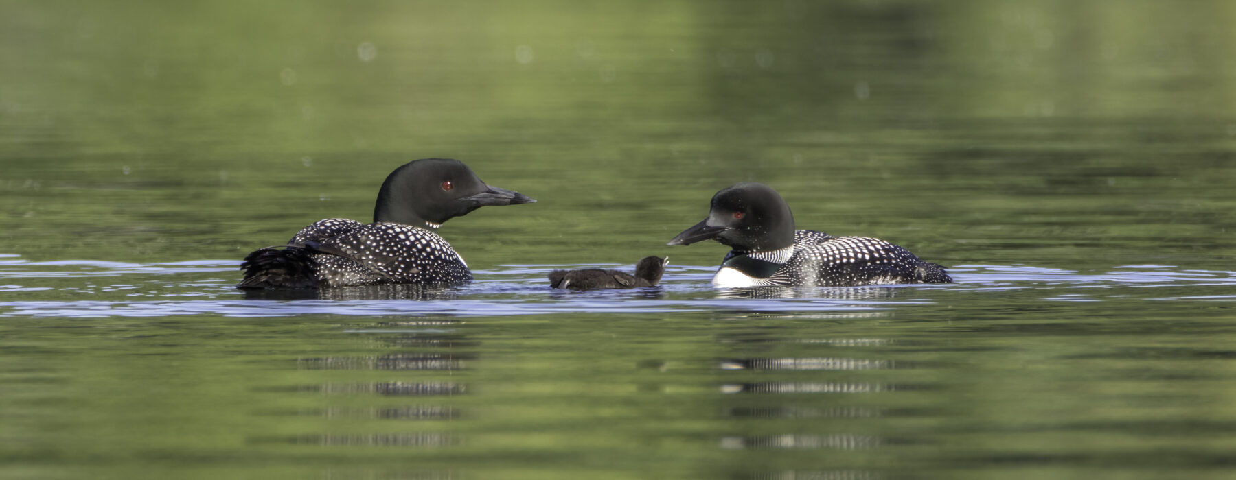A loon family with a chick begging for food