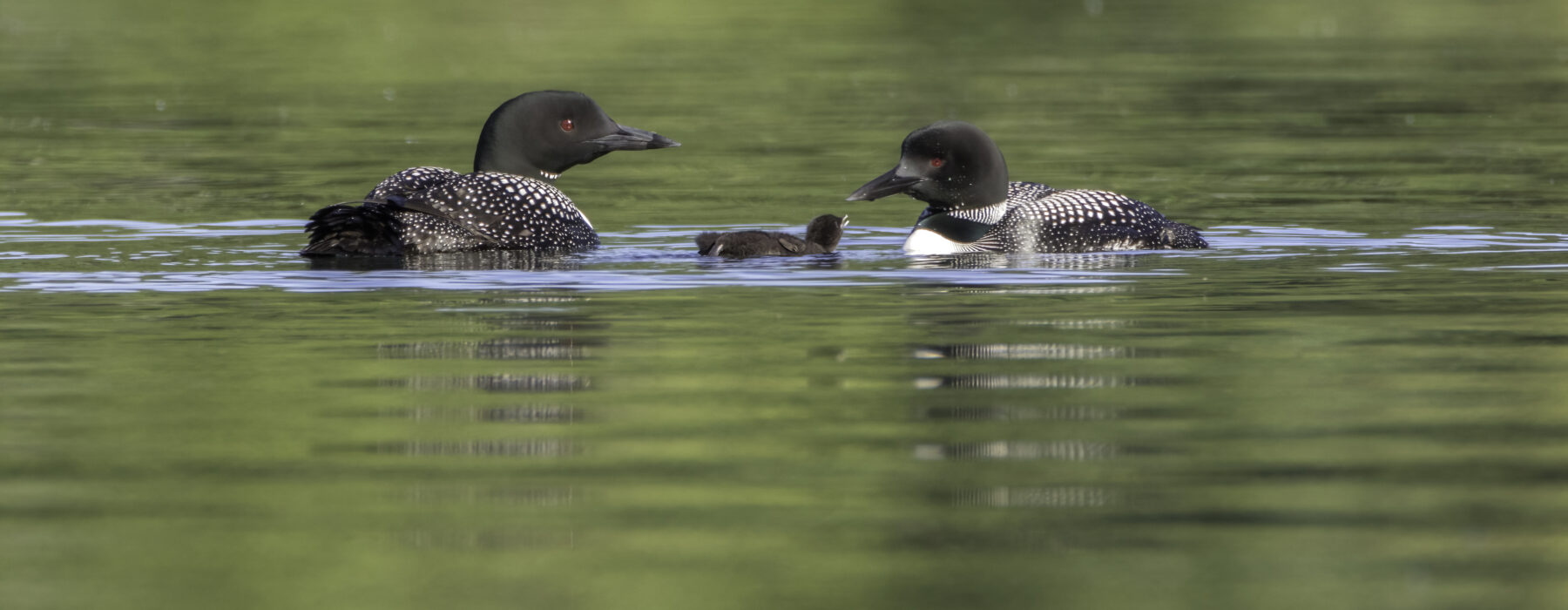 Painted Turtle basking in late March. /© Ron Payne