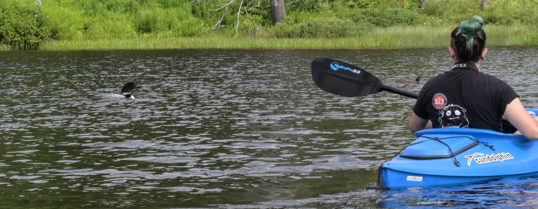 A kayaker looks at a loon from a safe distance 