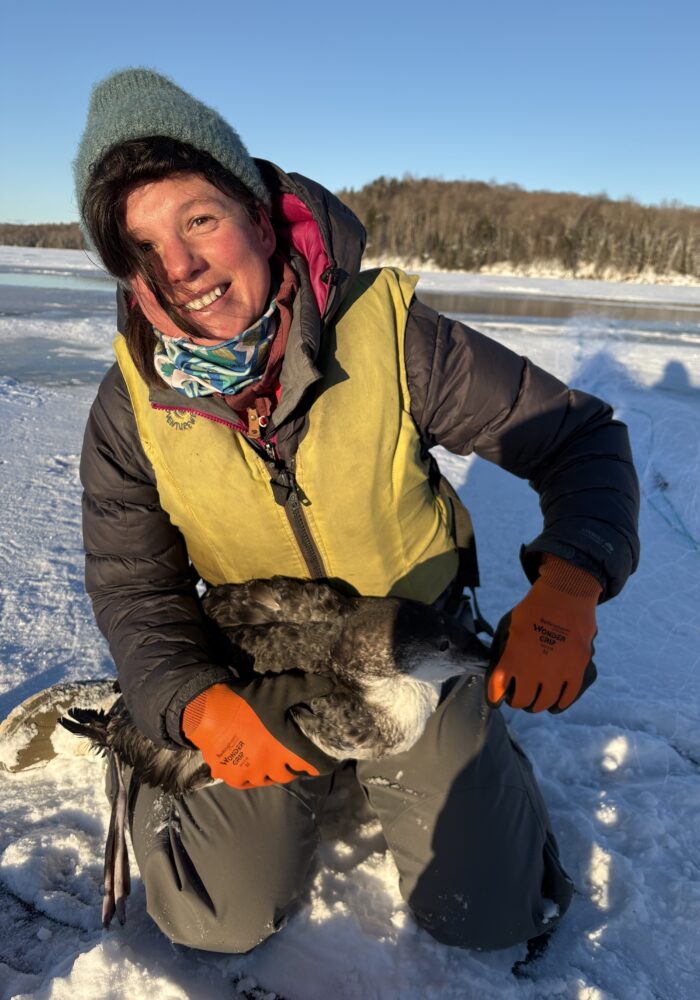 VCE loon biologist Eloise Girard holds a rescued first-year loon on a frozen lake. © Emma Podolin
