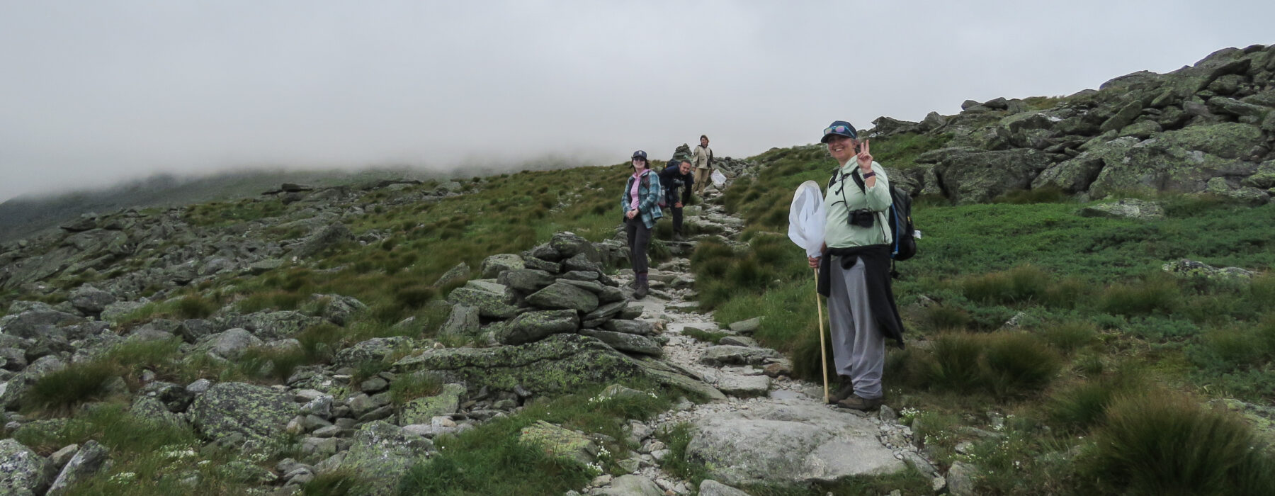 People hiking Mount Washington with butterfly nets