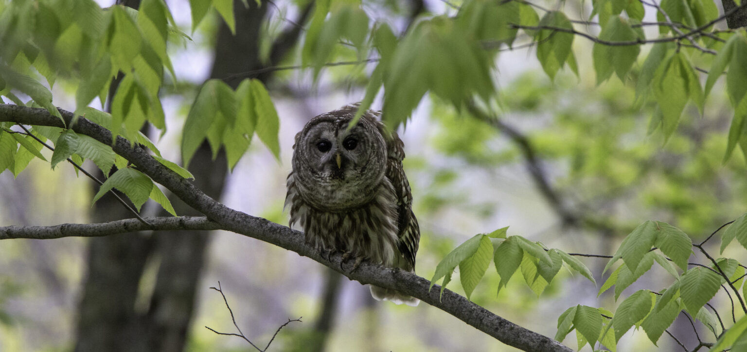 loonsuccesschart2016