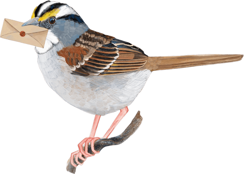 Illustration of White Throated Sparrow © Fiona MacLean