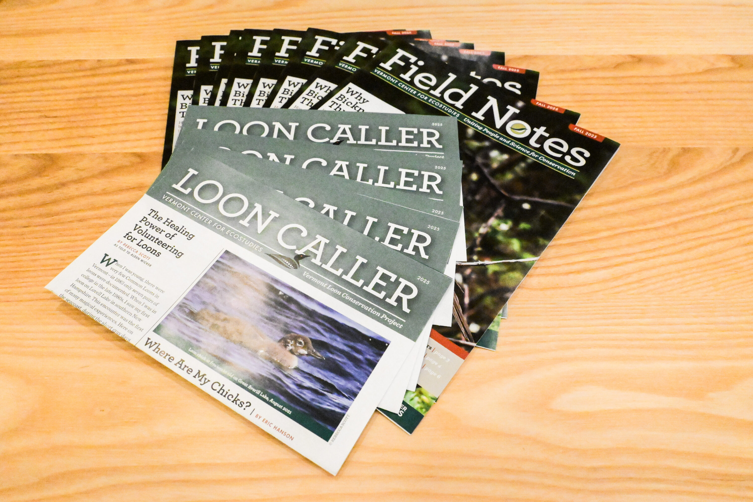 This state-endangered Canada lynx was photographed by a Londonderry resident in June, far across the state from the Northeast Kingdom regions in which lynx have previously been spotted. From Vermont Fish and Wildlife Dept. 