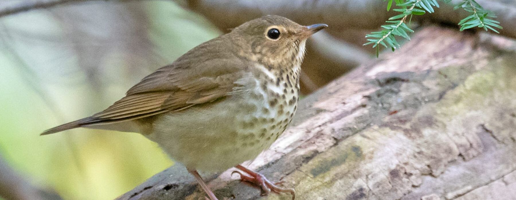 Swainson's Thrush