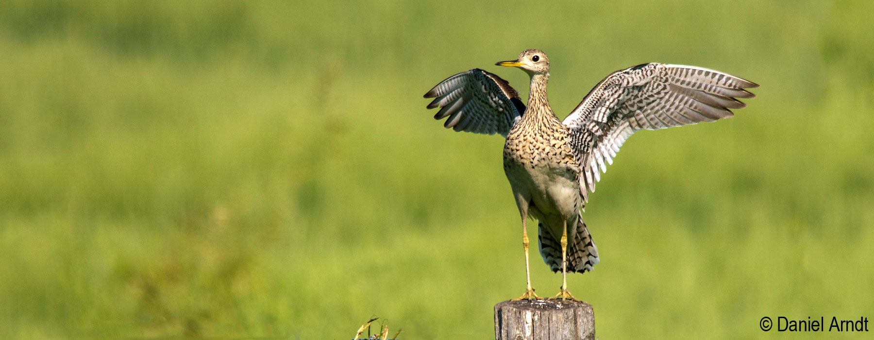 Upland Sandpiper