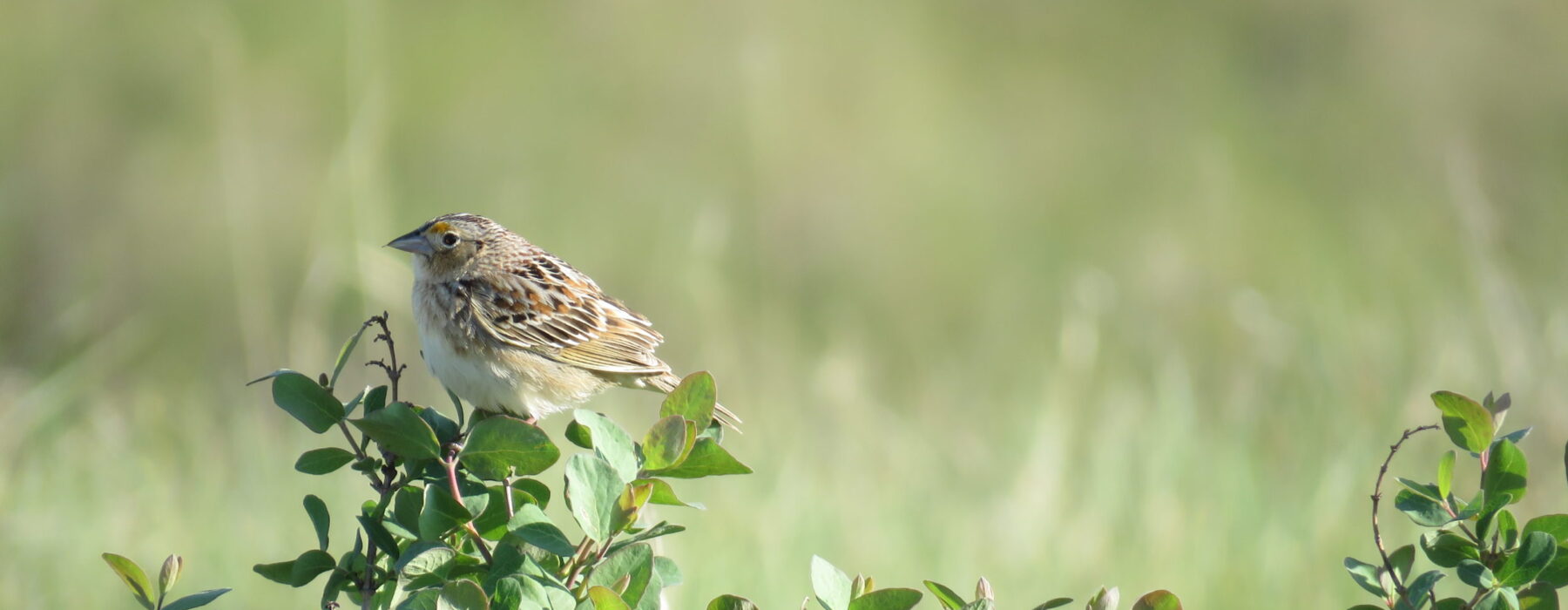 Grasshopper Sparrows are sneaky, and difficult to detect when they aren't calling. / © Jason Hill