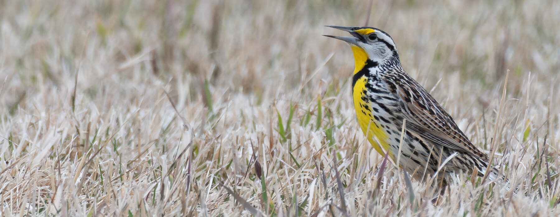 Eastern Meadowlark