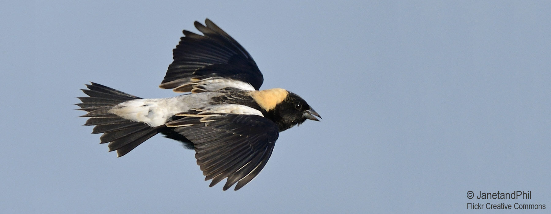 Bobolink flying