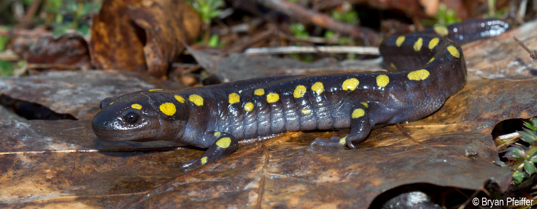 Spotted Salamander