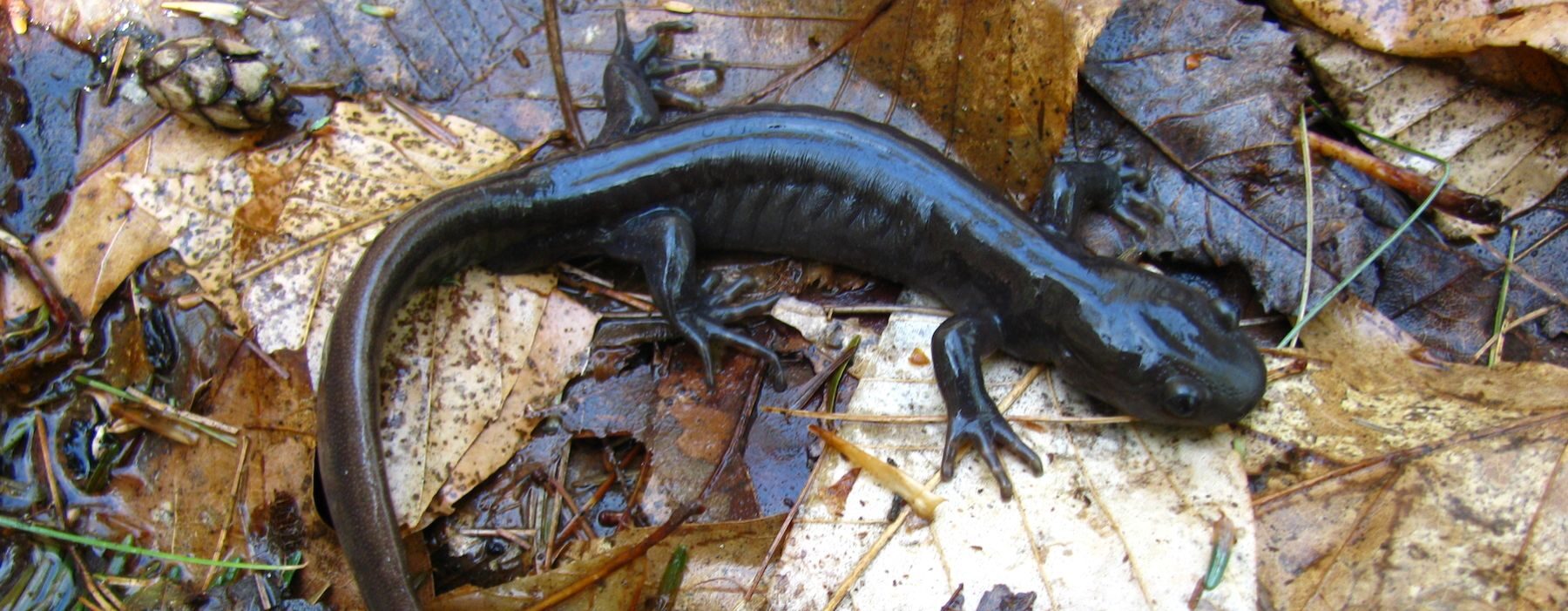 Jefferson Salamander