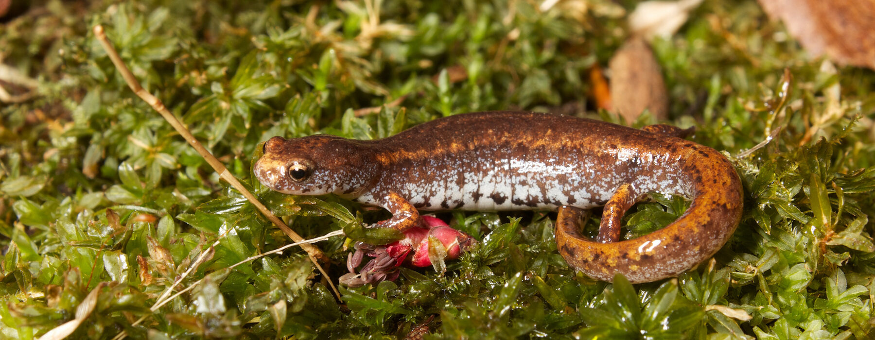 Four-toed Salamander