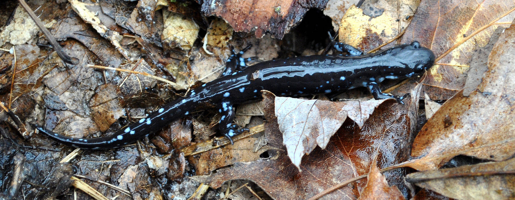 Blue-spotted Salamander