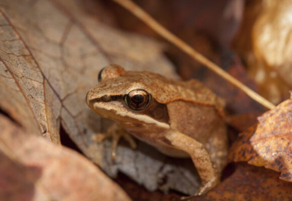 Tagged Monarch about to be released. &copy; © K.P. McFarland