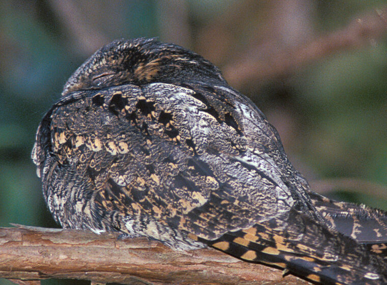 Eastern Whip-poor-will