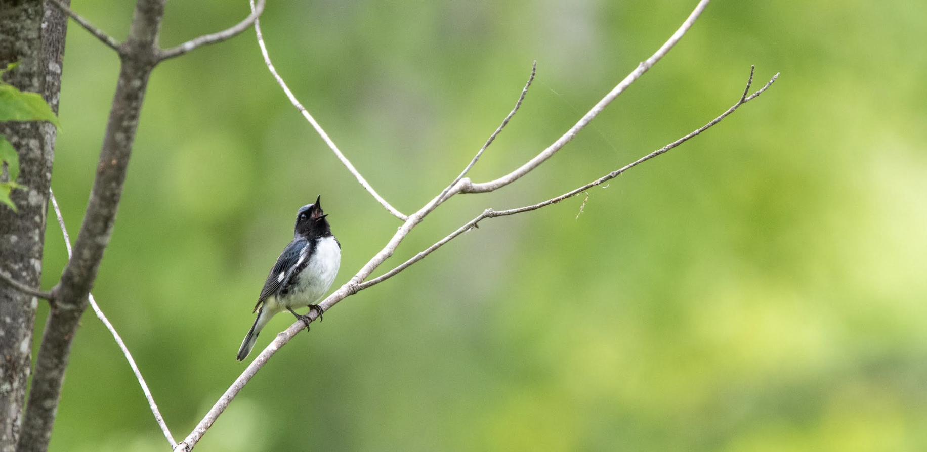 Midland Clubtail locations from Odonata Central. 
