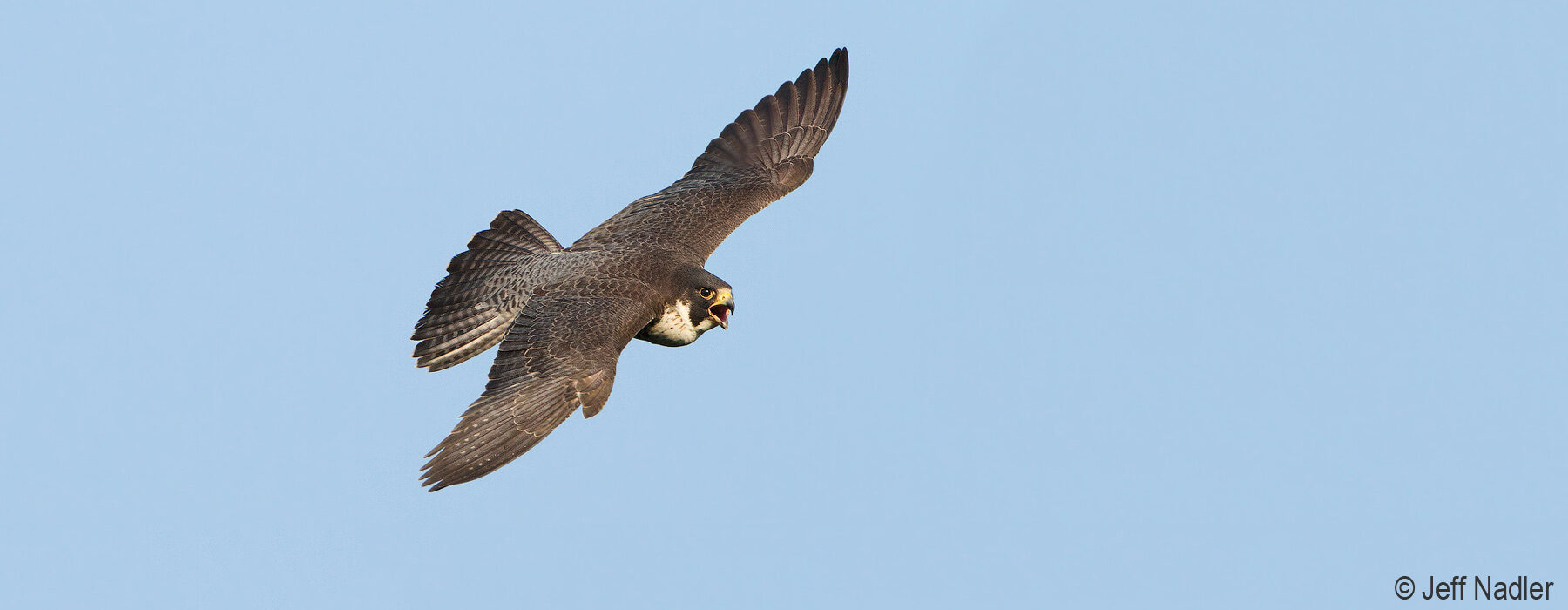 Flying Peregrine Falcon