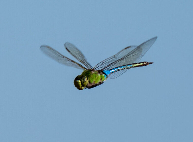 Common Green Darner photographed by Andrea Carpio