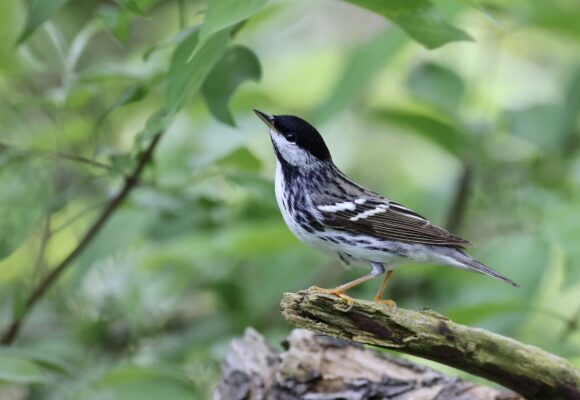 Blackpoll Warbler &copy; Rick Nirschl