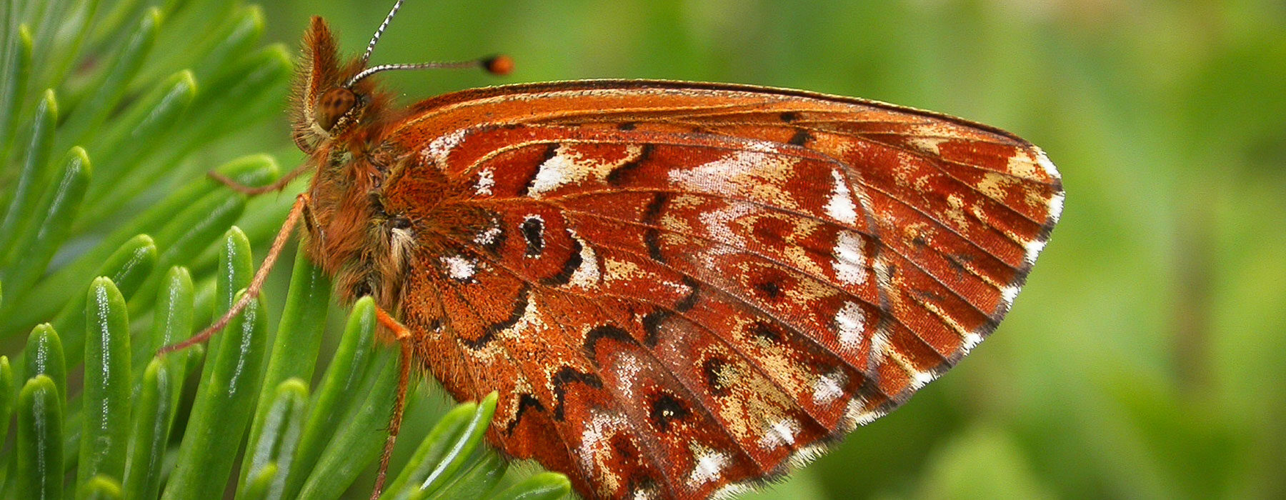 White Mountain Fritillary on a plant in New Hampshire