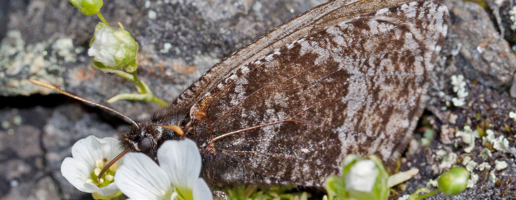 White Mountain Arctic butterfly in New Hampshire