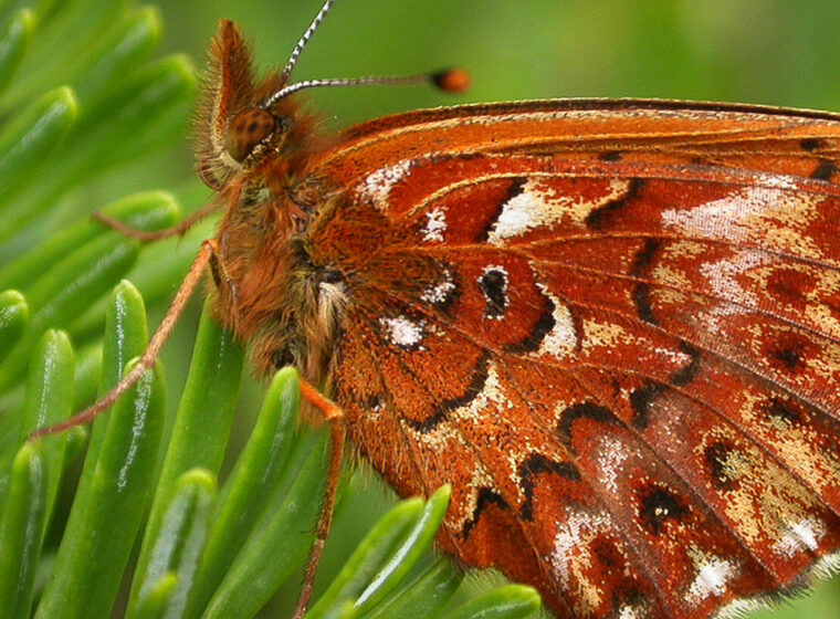 Alpine butterfly only found in the White Mountains in New Hampshire