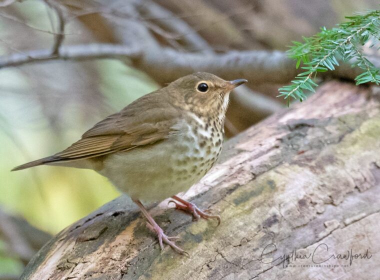 Swainson's Thrush