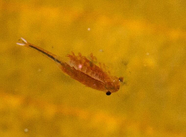 Fairy Shrimp