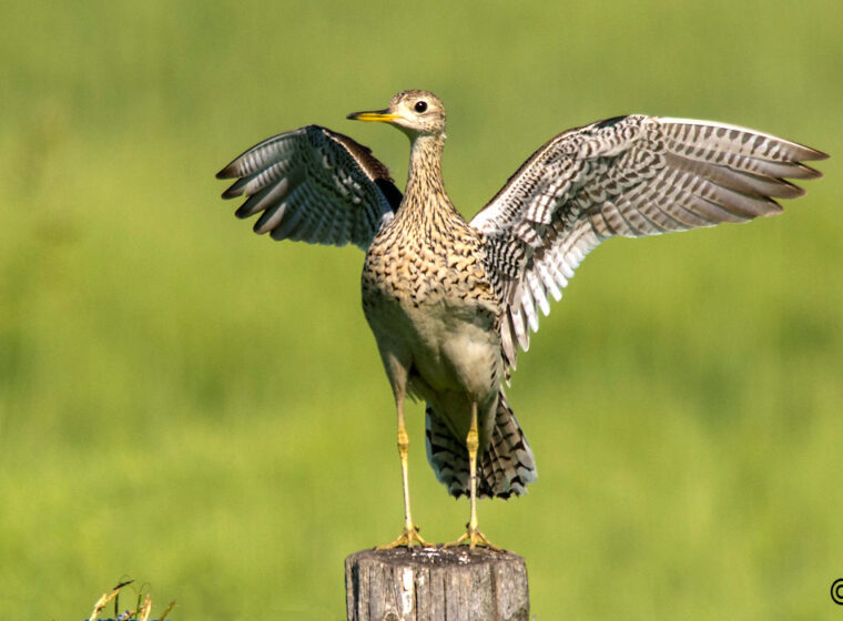 Upland Sandpiper